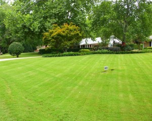Lawn Care Maintenance Service