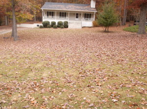 Fall leaf clean up - BEFORE